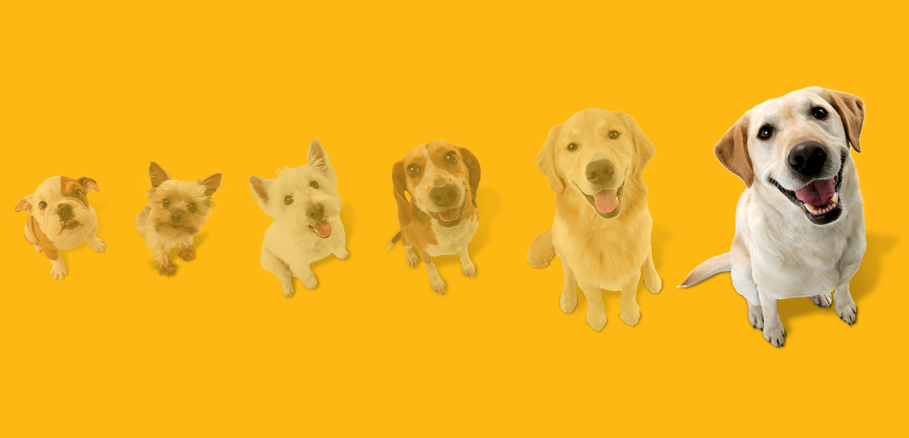 Oversized dog toys new arrivals