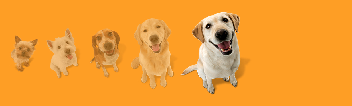 Dog size graphic depicting 6 dogs but the largest dog is highlighted.