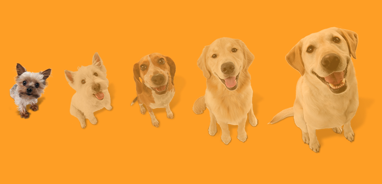 Dog size graphic depicting 6 dogs with the second smallest dog highlighted.
