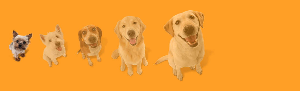 Dog size graphic depicting 6 dogs with the second smallest dog highlighted.
