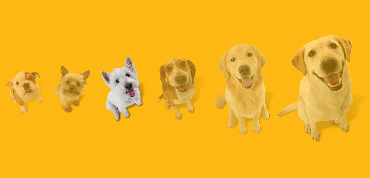 Little hotsell dog toys