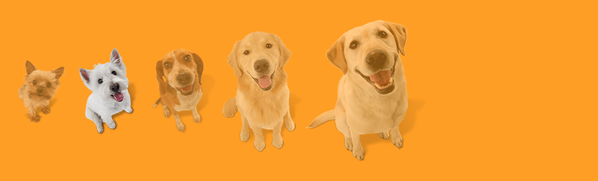 Dog size graphic depicting 6 dogs with the third smallest dog highlighted.