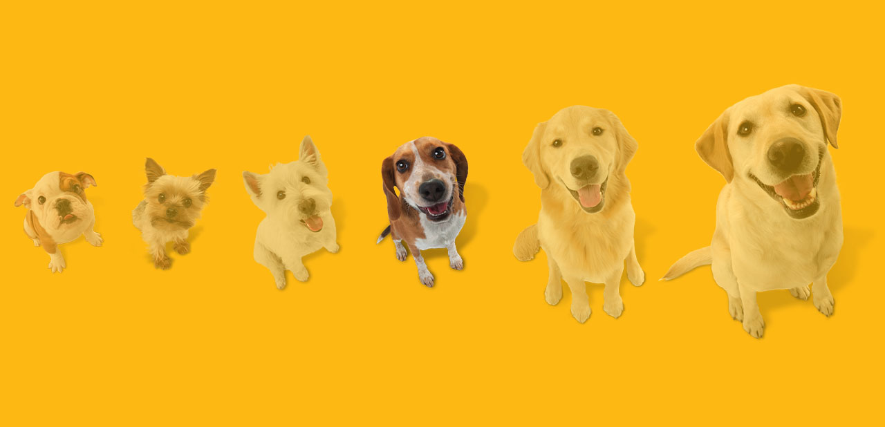 35 pound dog clearance