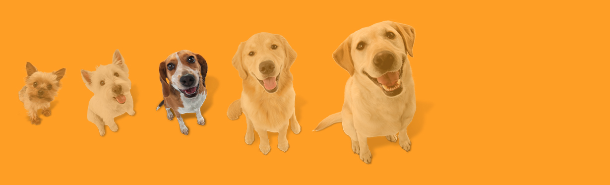 Dog size graphic depicting 6 dogs with the third largest dog highlighted.