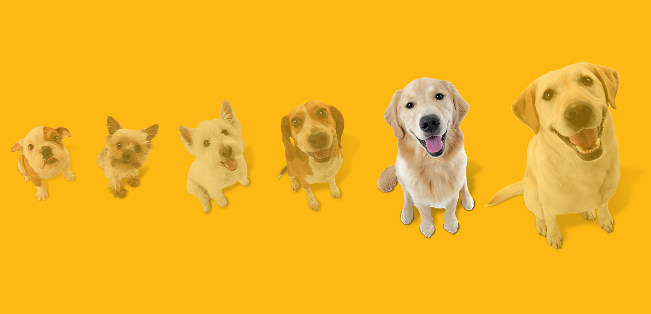 Large Dog Toys and Treats for Dogs Up to 50 lbs Nylabone