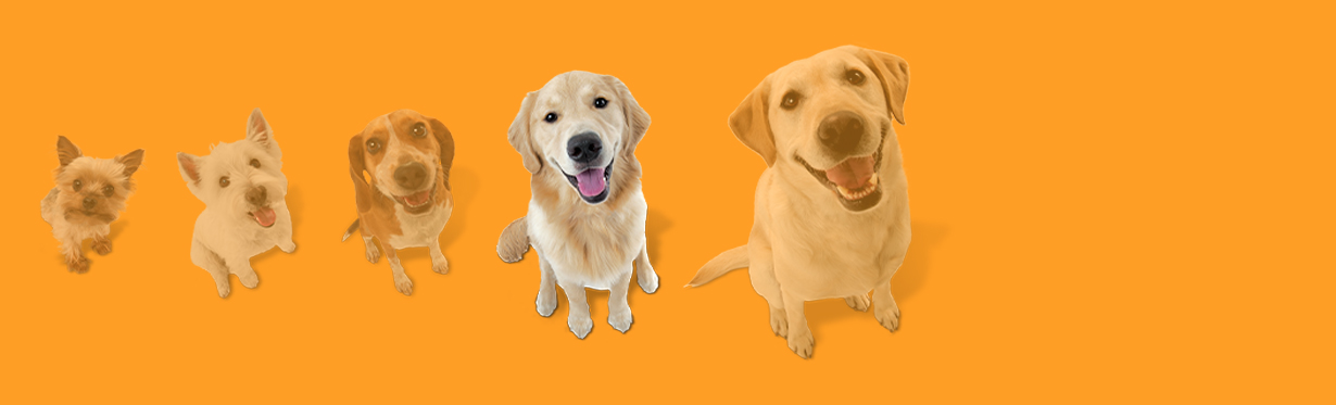 Dog size graphic depicting 6 dogs with the second largest dog highlighted.
