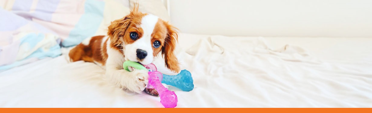 Puppy Chew Toys Nylabone
