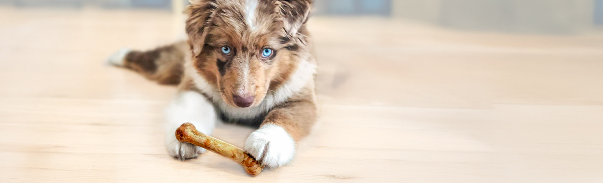 australian shepherd puppy with chew treat