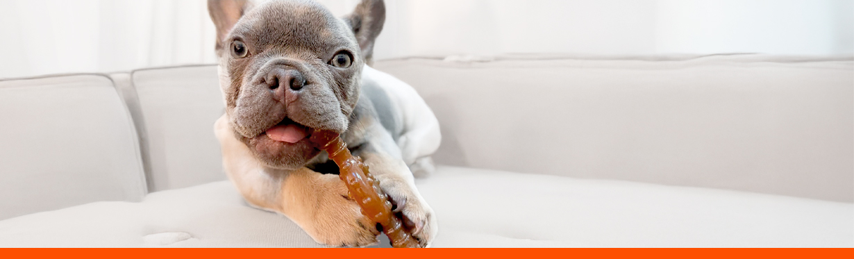 french bulldog puppy with chew toy