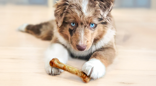australian shepherd puppy with chew treat