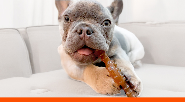 french bulldog puppy with chew toy