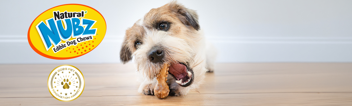 small terrier chewing on nubz edible treat