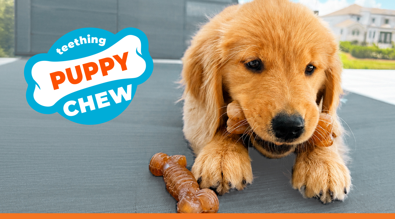 Puppy holding Nylabone Puppy Chew toy made with real bacon and beef​