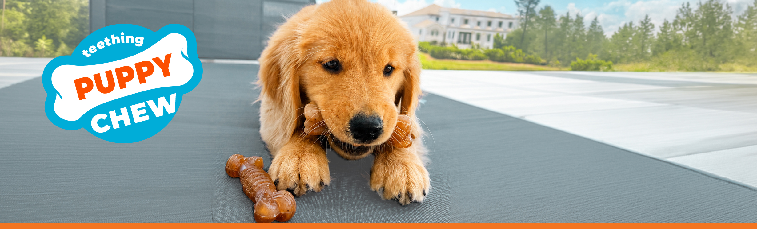 Puppy holding Nylabone Puppy Chew toy made with real bacon and beef​