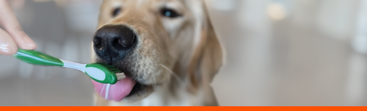 A smiling dog against a green background.