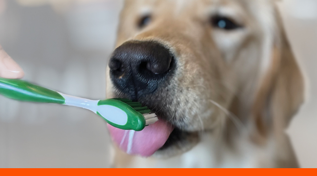 WEBSite-CATLP-Hdr-Dental_650x360 (1)