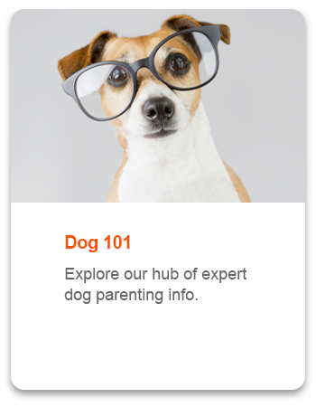 dogs_101