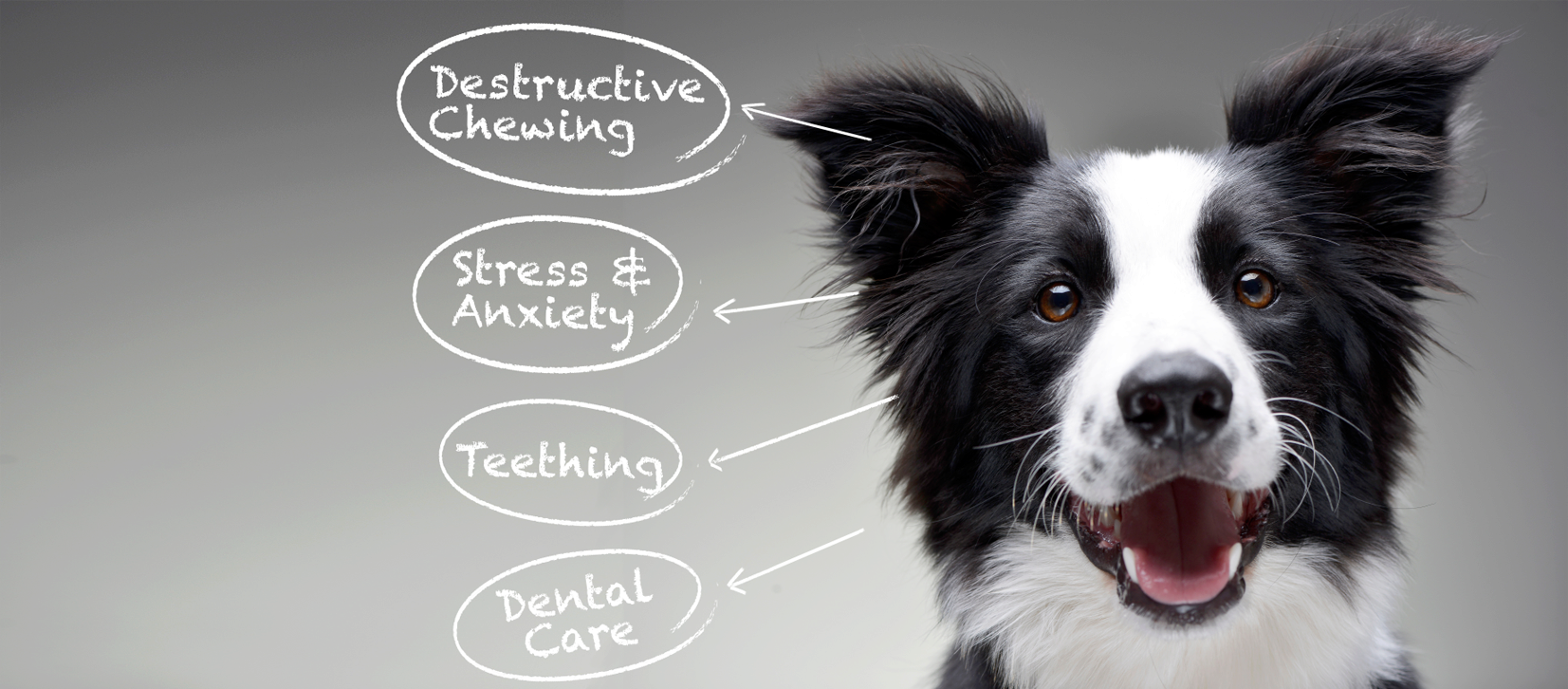 A graphic of a dog with arrows pointing to text bubbles listing out the uses and benefits of Nylabone chews and treats.