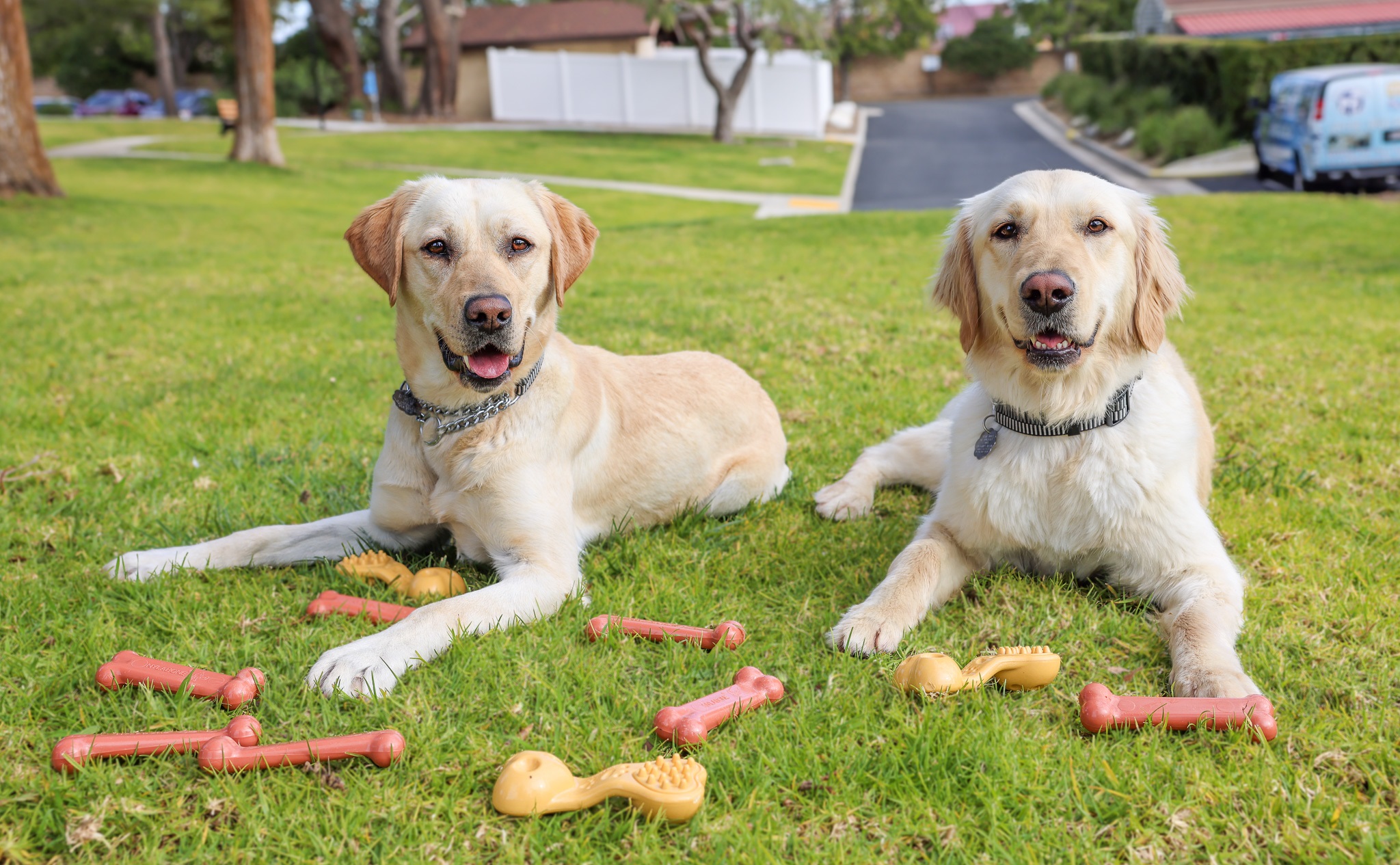Two labs lying on grass with Nylabone chew toys