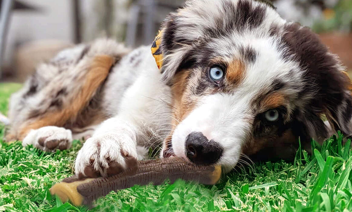 A dog lying on the grass with a chew toy in its mouth.