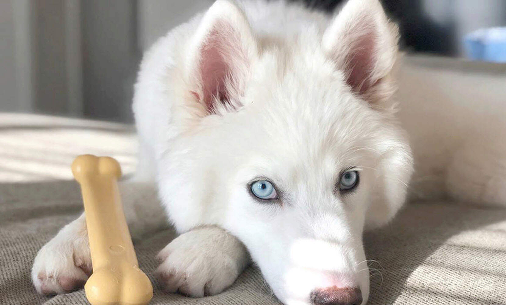 A white dog holding a chew toy.