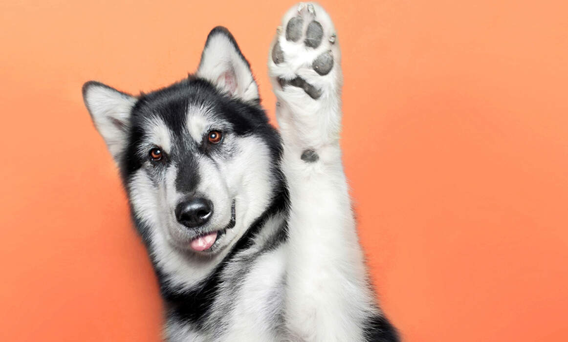 A husky with their paw up, against an orange backdrop.