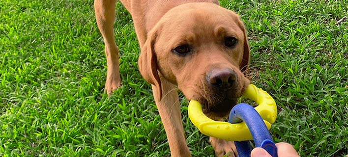 Is Tug of War Bad for Dogs? Plus: The Best Tug Toys for Dogs