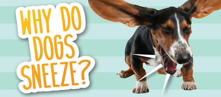 Dog constantly sneezing and licking sales nose